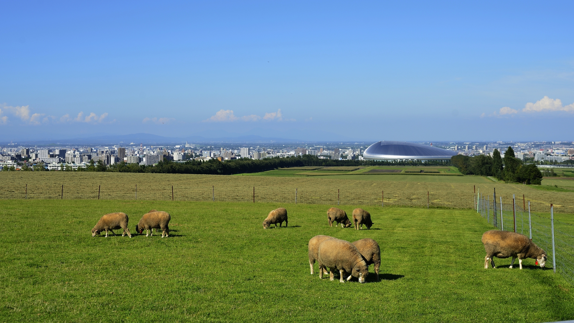 さっぽろ羊ヶ丘展望台／牧歌的な風景の向こうに広がる札幌市街を一望。有名なクラーク博士像があるのもここ