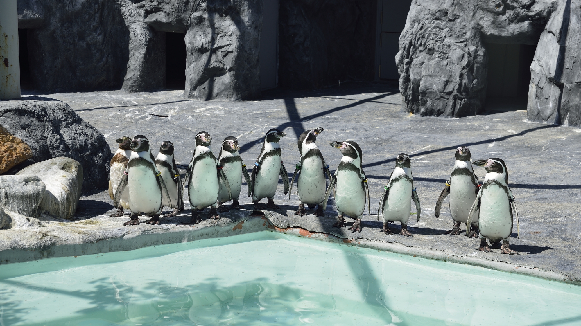 札幌市円山動物園／陸ではヨチヨチ、水中ではスイスイ。愛らしい姿で人気のペンギン