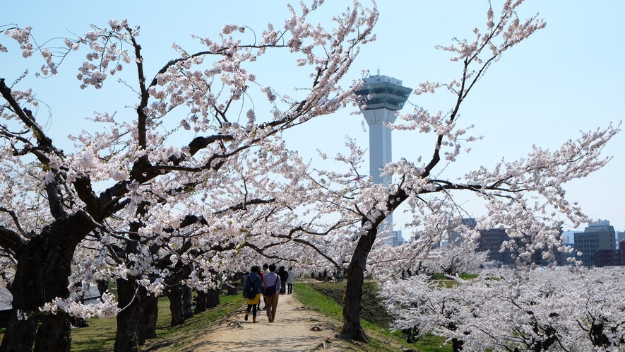 春の五稜郭～園内のソメイヨシノ見頃は、例年、4月下旬～5月中旬です！