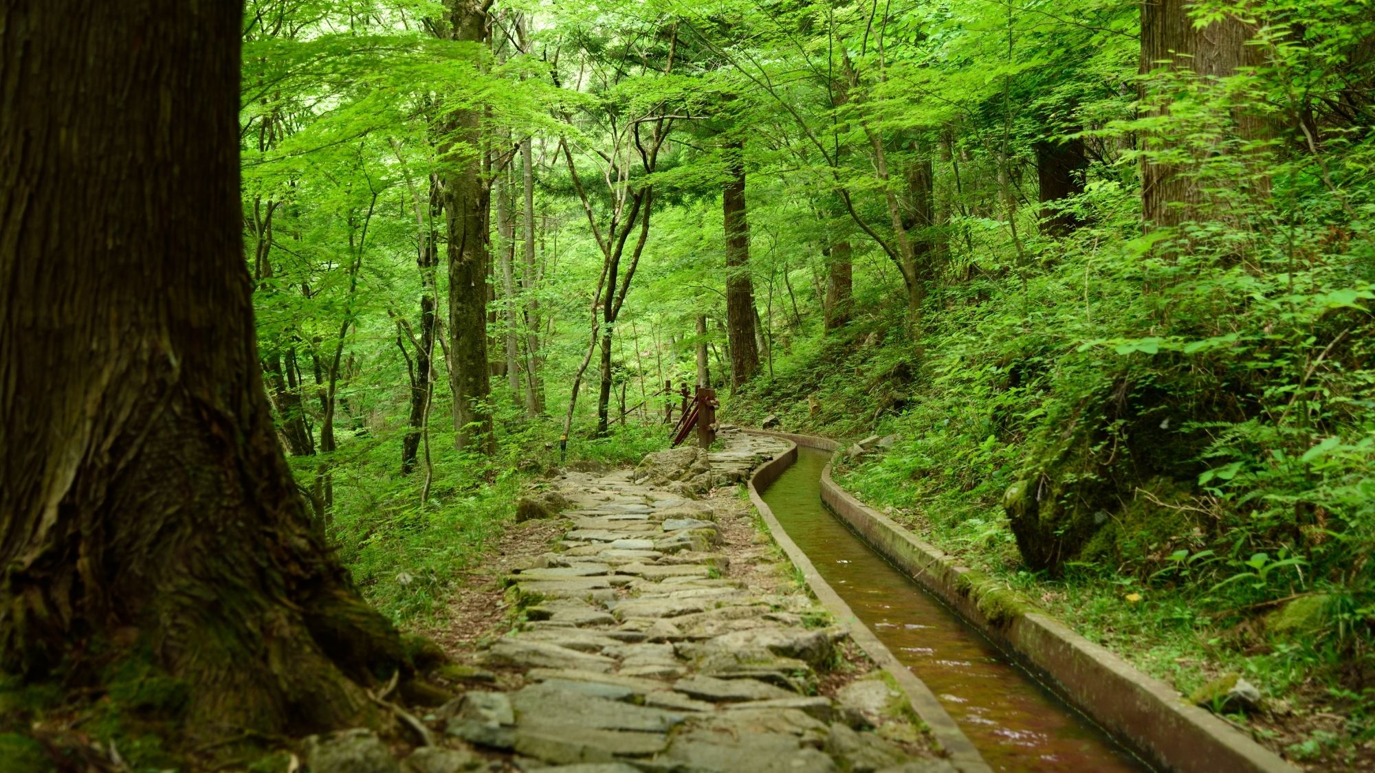 大自然を感じられる「付知峡」