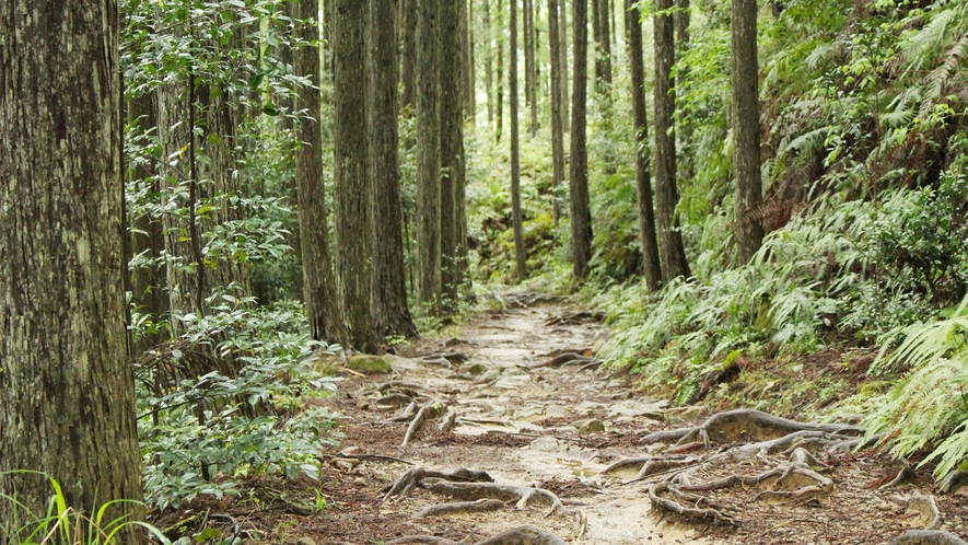 ・【熊野古道】修験者のような気分になれます。