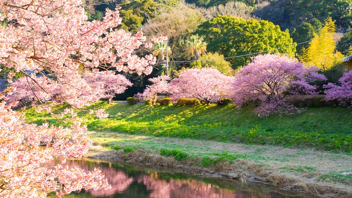 【みなみの桜と菜の花まつり】桜並木まで徒歩1分◆春の訪れを楽しむ-2食付-