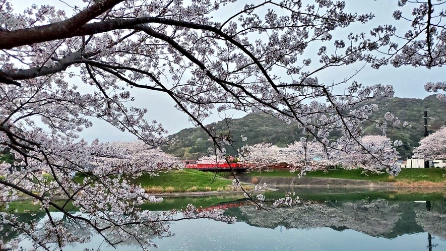 当館から徒歩2分ほどにある青野川。春には河津桜やソメイヨシノが咲き誇ります★