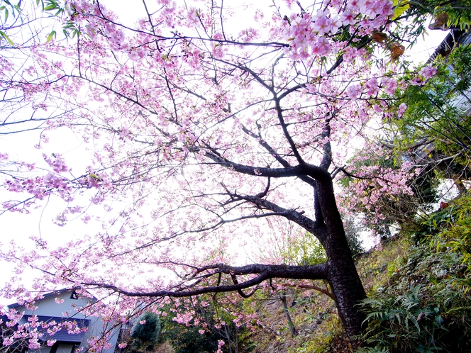 敷地内には河津桜も♩（毎年㋁末頃が見頃です）