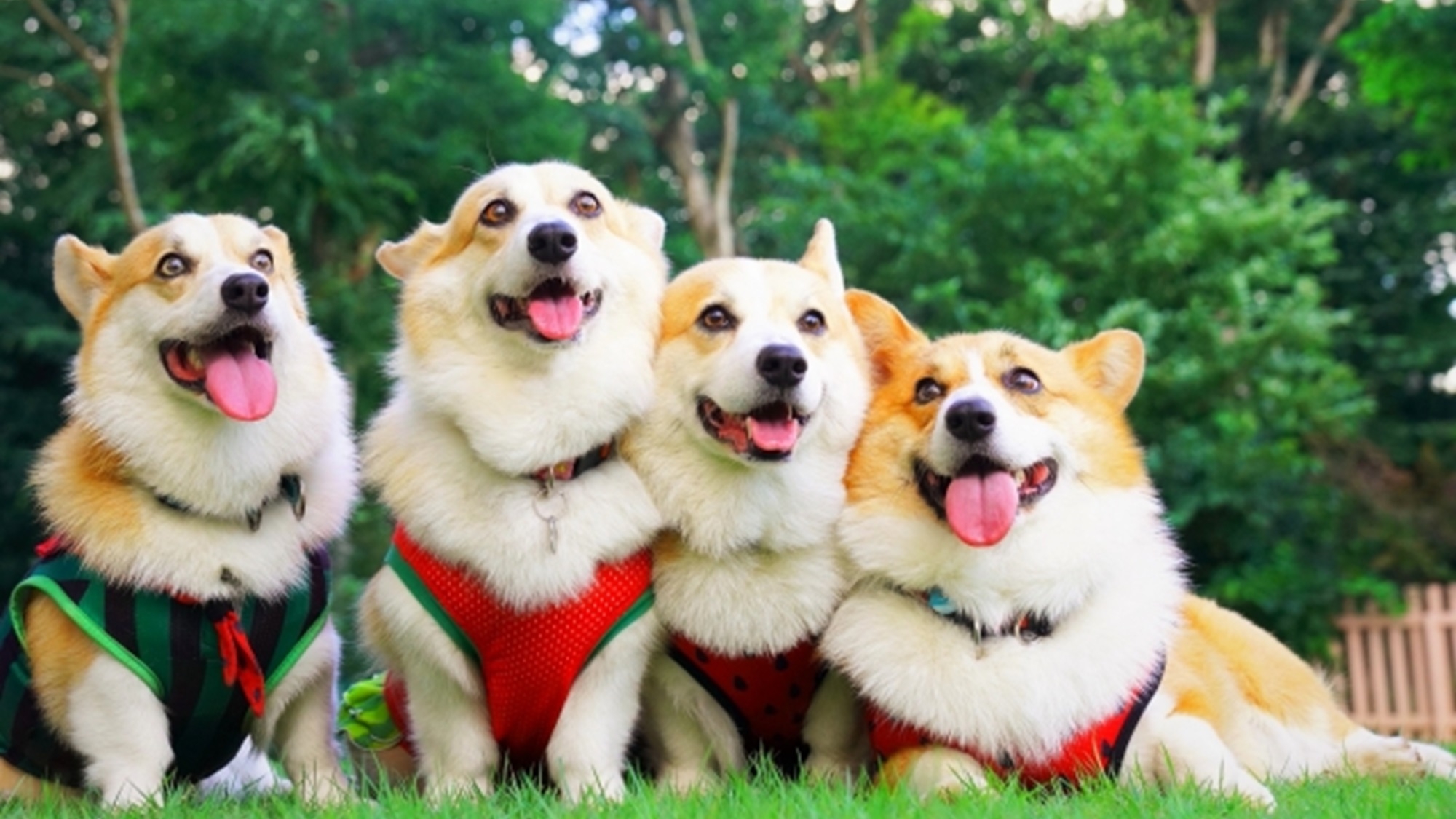 【GWプラン】≪5/2-5/5限定≫北軽井沢の大自然を愛犬と一緒に満喫＜■GW限定＞