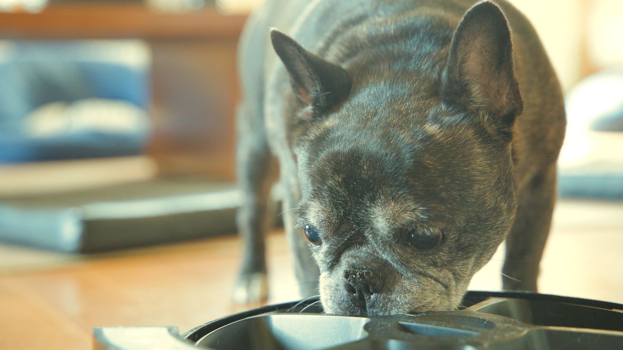 【愛犬ご飯付き】お食事アップグレードで愛犬との旅をお得に満喫＜■特選＆ハーフビュッフェ＞