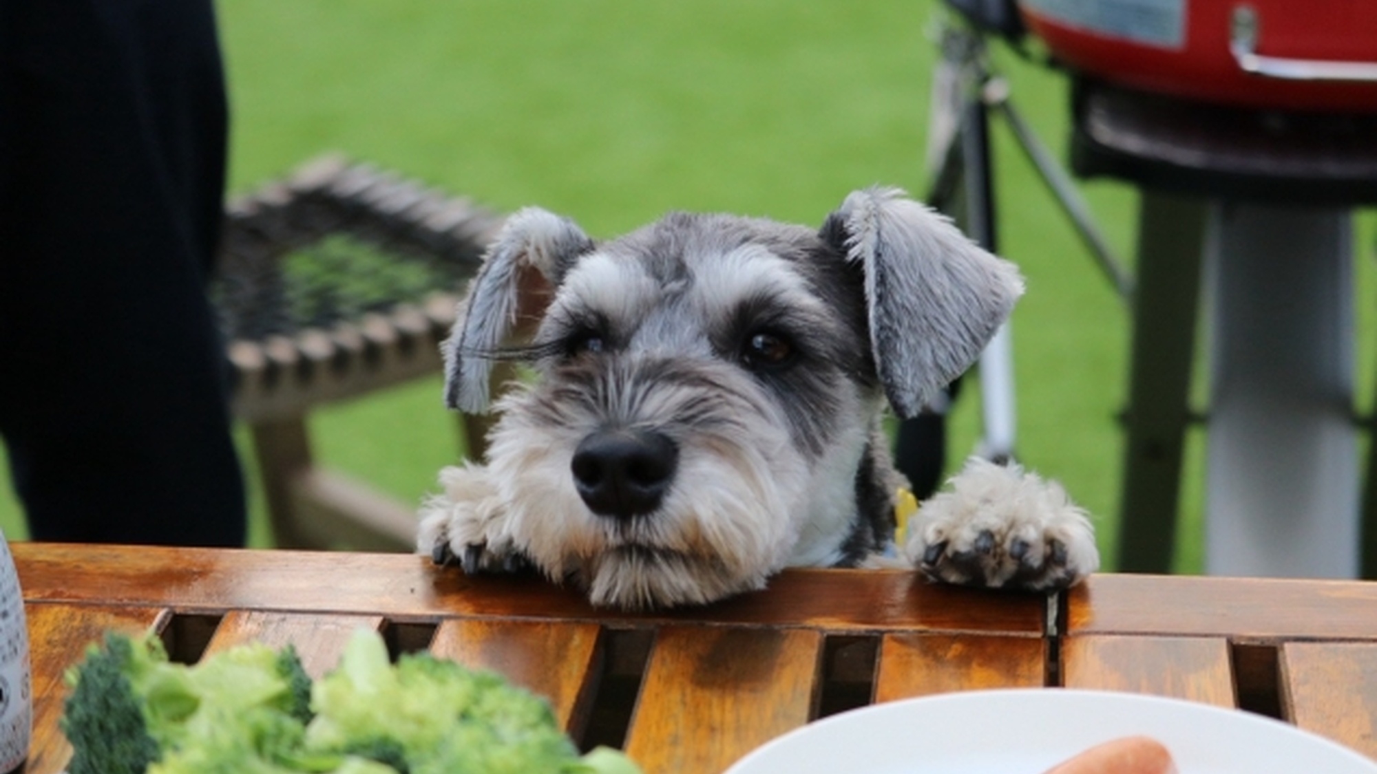 【BBQ】≪ドリンクセット付き≫愛犬とバーベキューを堪能／北軽井沢の自然を味わう旅へ＜●BBQ＞