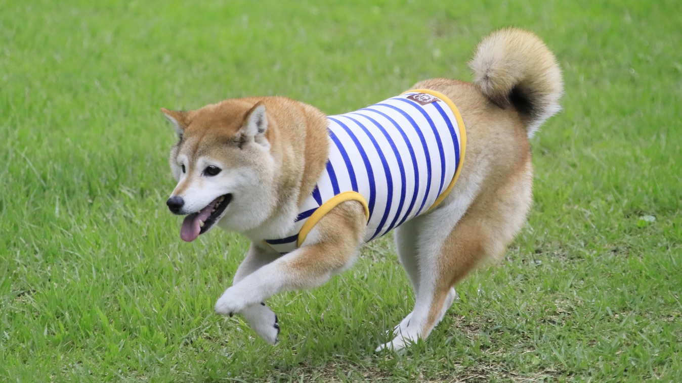 【GW×直前割】≪5/2-5/5限定≫初夏の高原リゾートを早期予約でお得に＜■GW限定＞