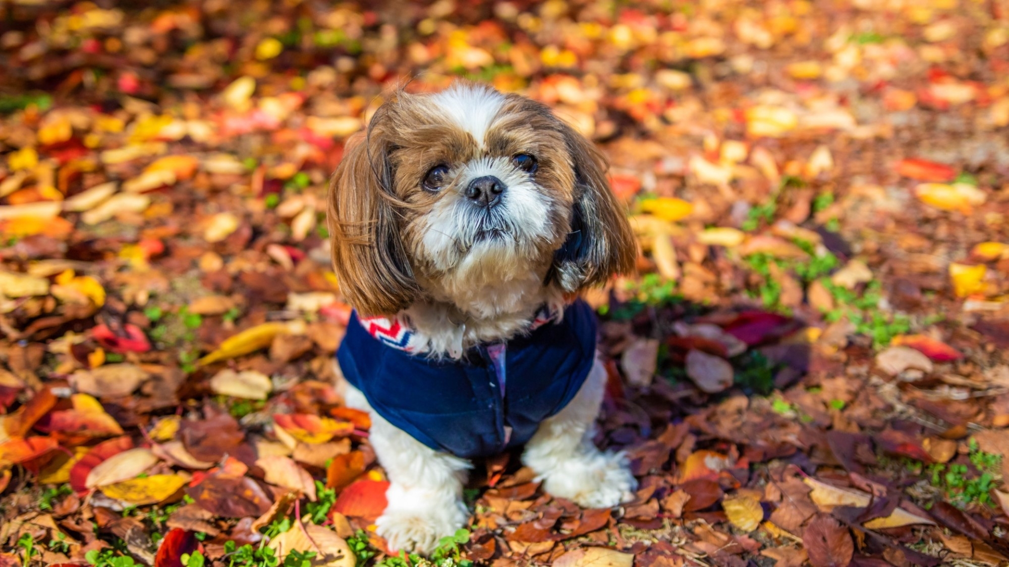 【秋冬SALE】愛犬と満喫／人気のプランを限定価格で＜基本★＆ハーフビュッフェ＞