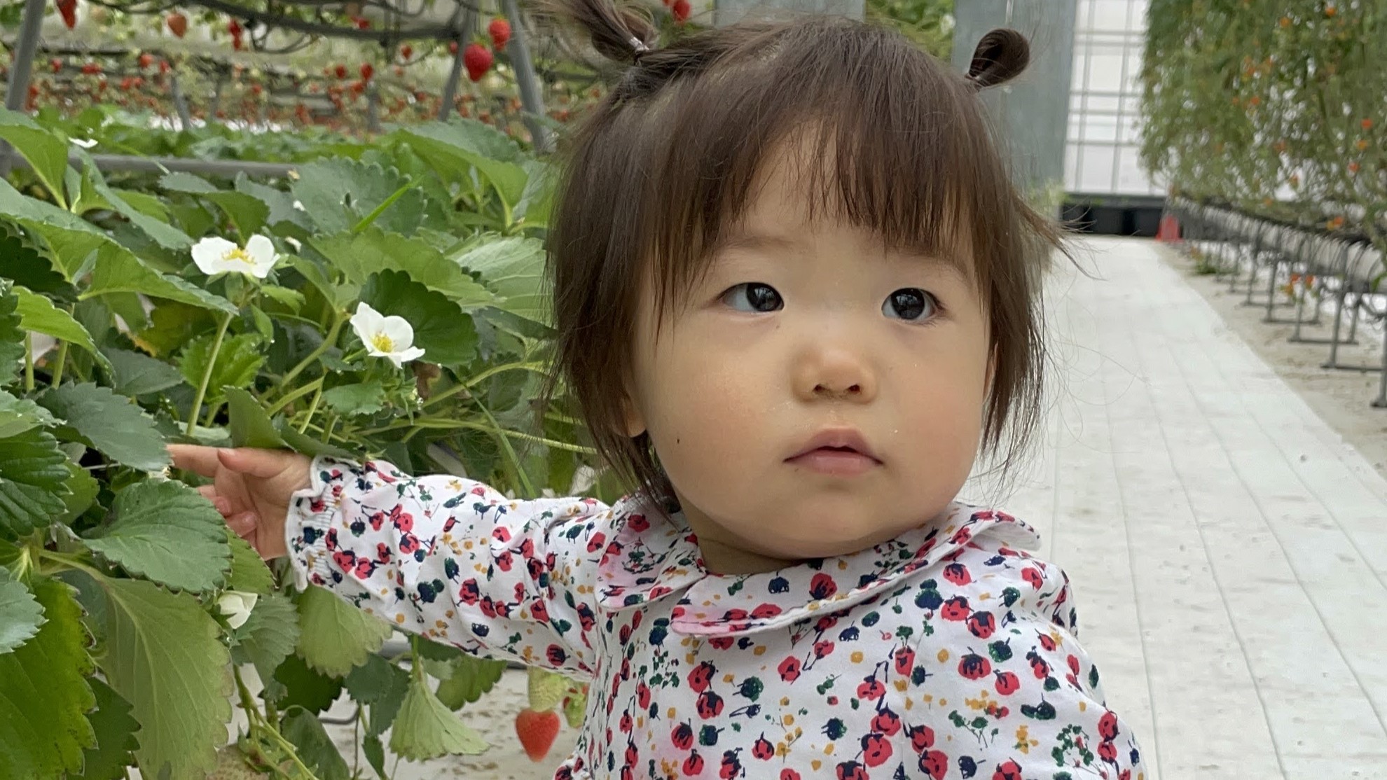 【いちご狩り／阿蘇健康農園】小さなお子様も楽々いちご狩りが楽しめます♪