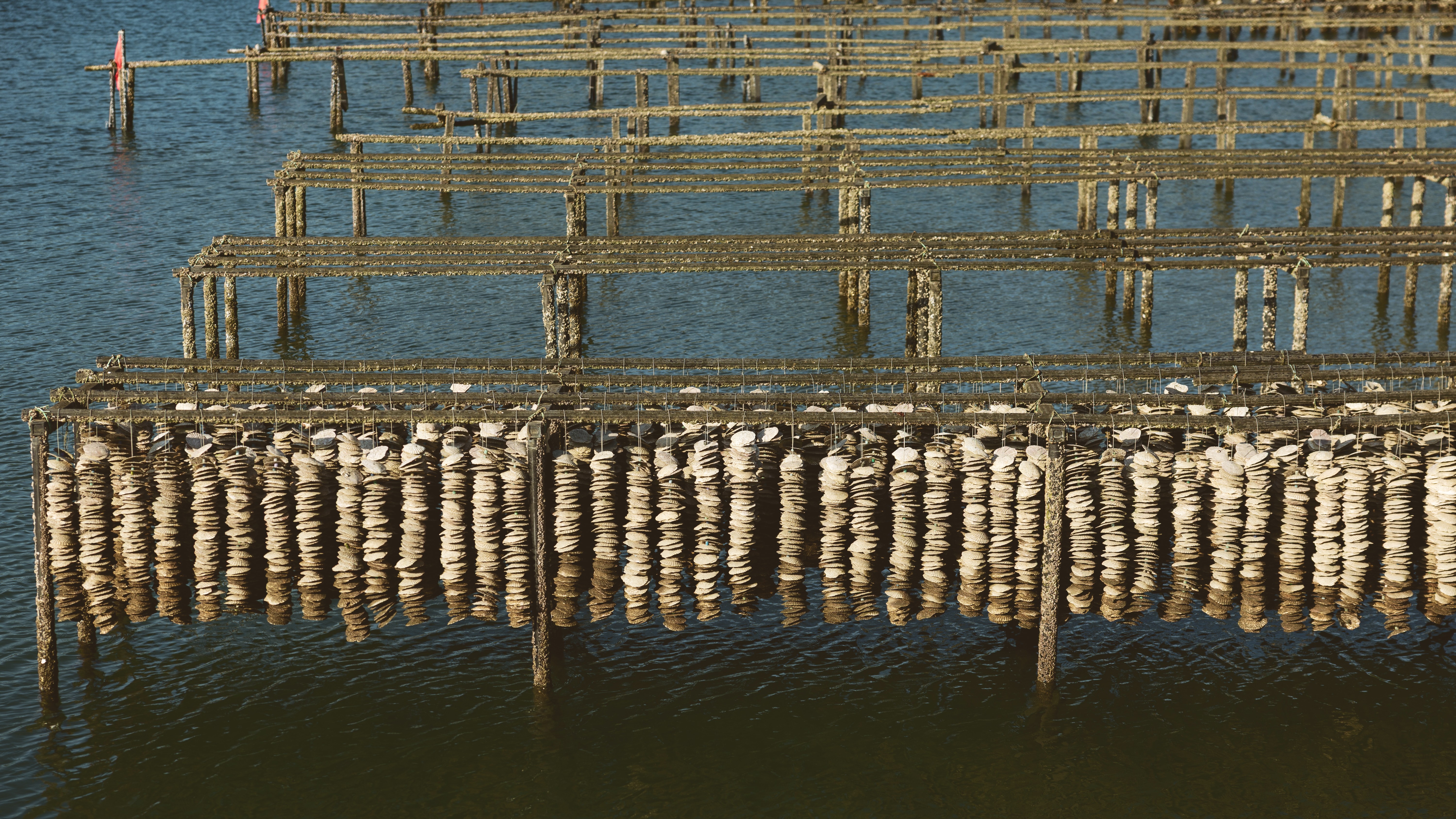 カキ養殖の棚