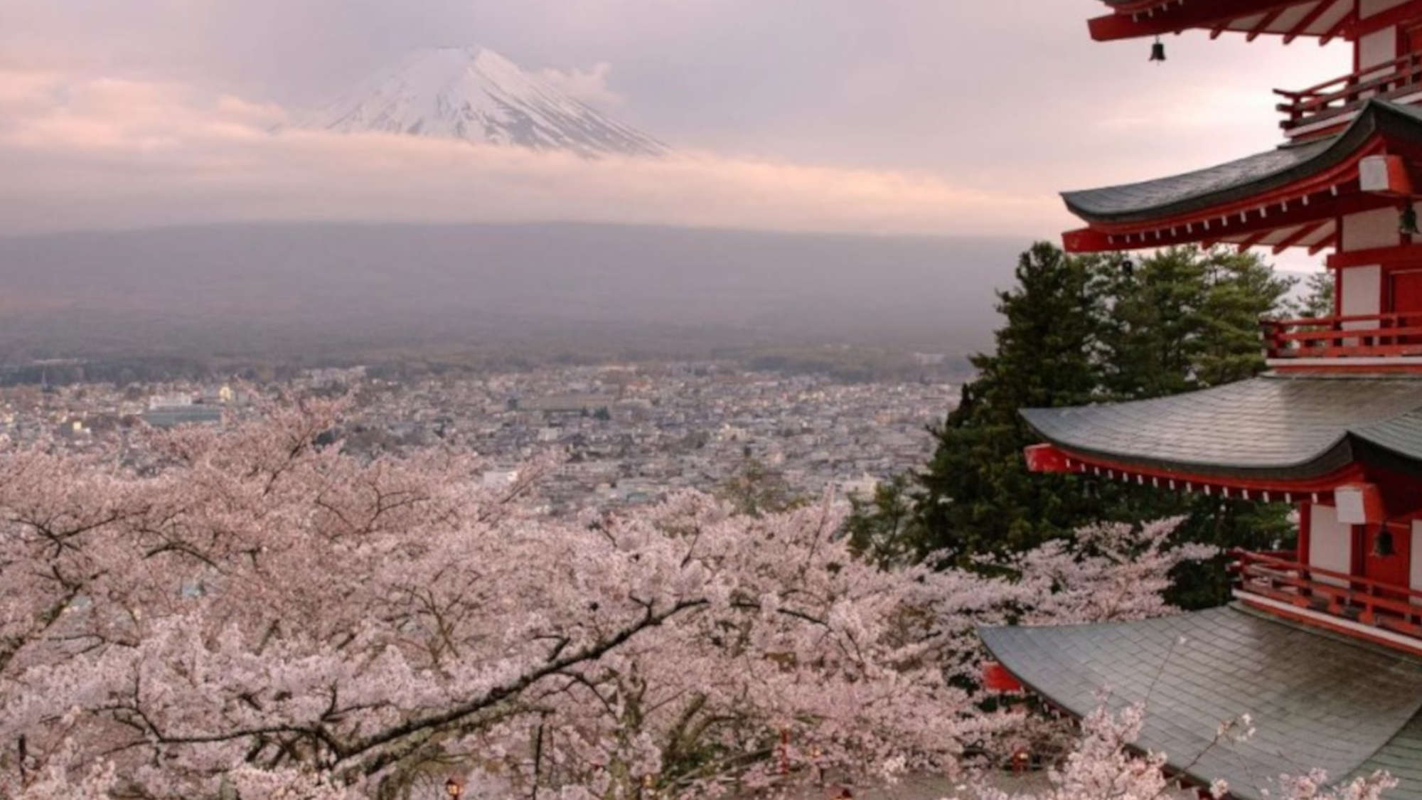 ・新倉山浅間公園の桜　当館すぐ隣！富士山と桜、五重塔を一度に見ることができます