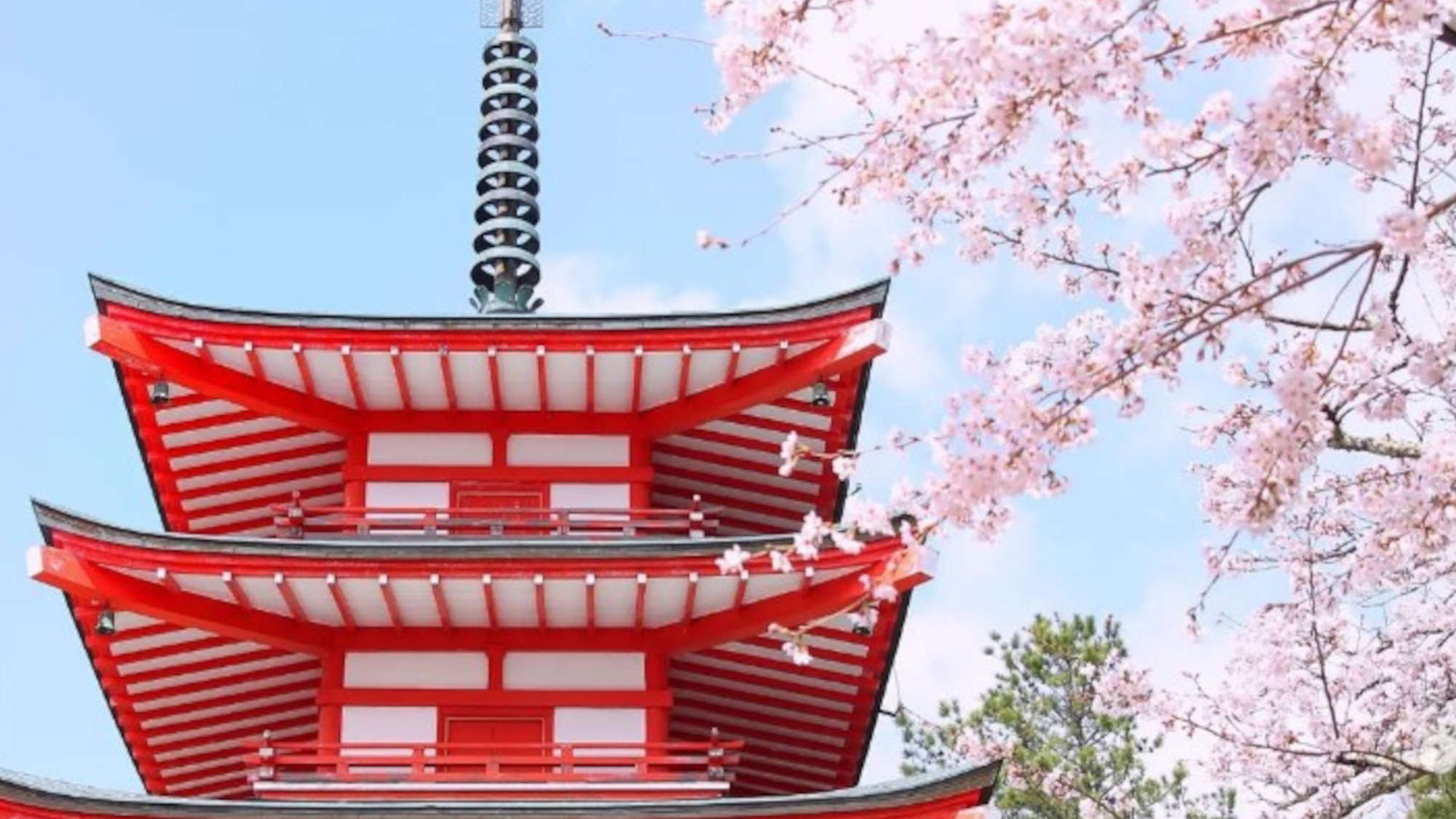 ・ 新倉山浅間公園「忠霊塔」と、桜の絶景　当館すぐ隣！写真スポットにもおすすめです。