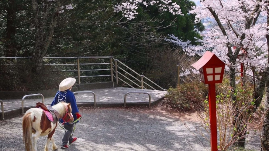 ・新倉山浅間公園の桜　当館すぐ隣！気軽にお花見を楽しんでいただけます。