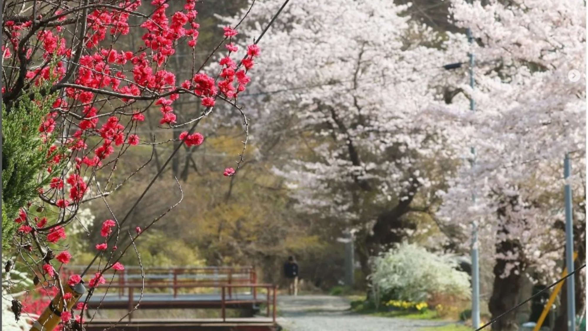 ・新倉山浅間公園の前の川沿いの桜　4月は川沿いをお散歩するのがおすすめです