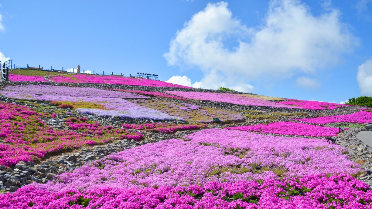 ☆天空の花回廊【 芝桜まつり 】☆アクセス抜群！美しい花畑を見に行こう♪【1泊2食 完全個室食】