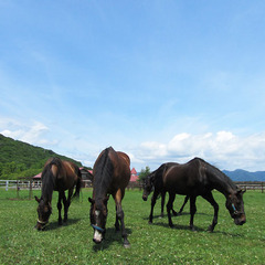 うらかわ優駿ビレッジアエル 写真・動画