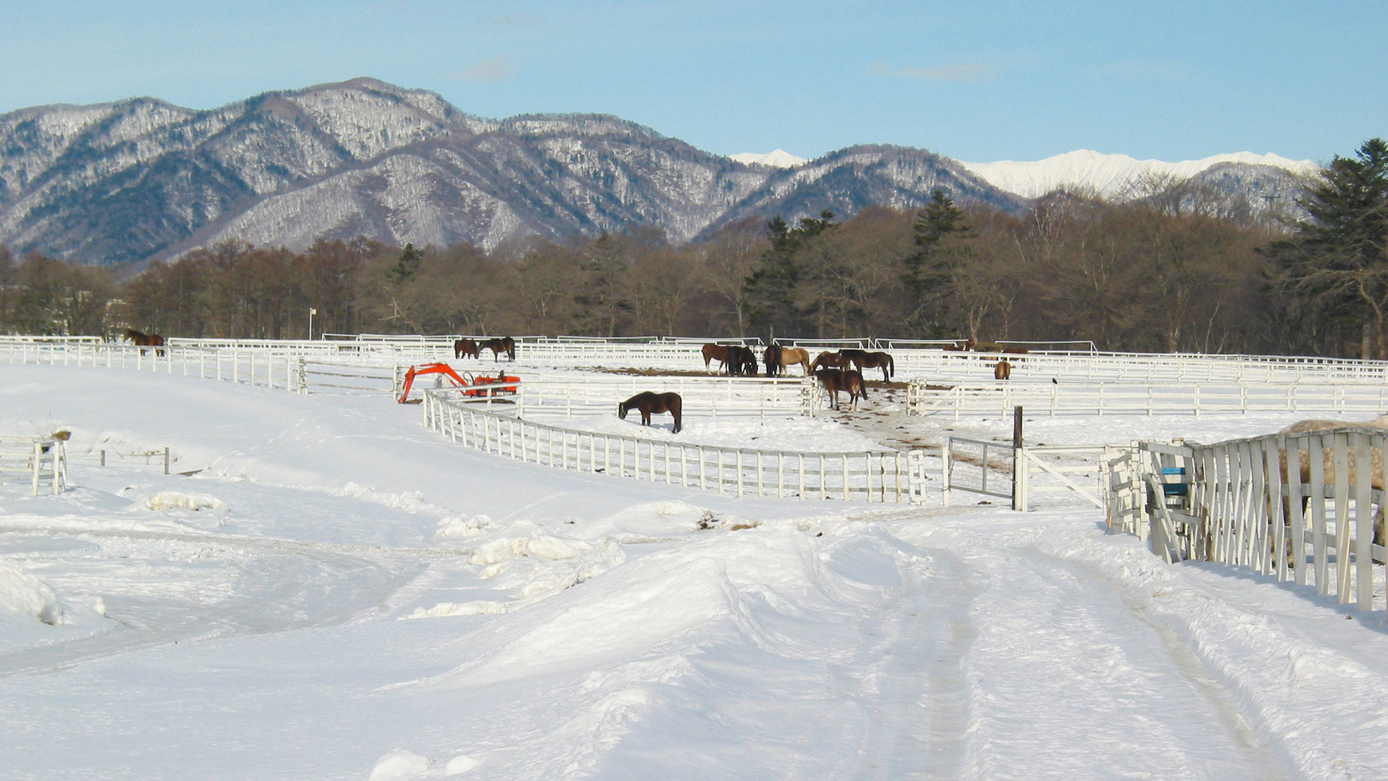 ・【AERUの馬たち】冬でも運動不足にならないように放牧されることもあります