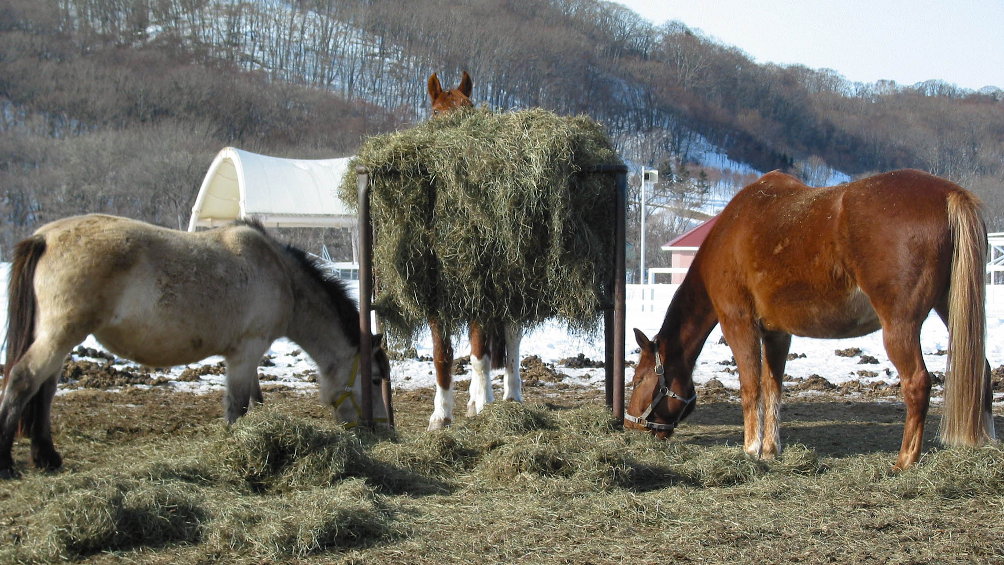 ・【AERUの馬たち】草をはみながらのんびりと。見ているだけで癒されます