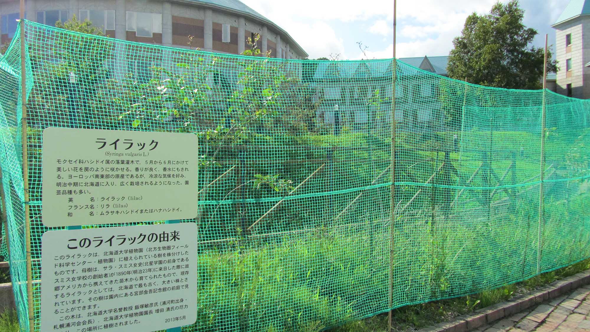 ・【ライラック】当館敷地内にあるライラックは、北海道で最も古く大きい枝とされています
