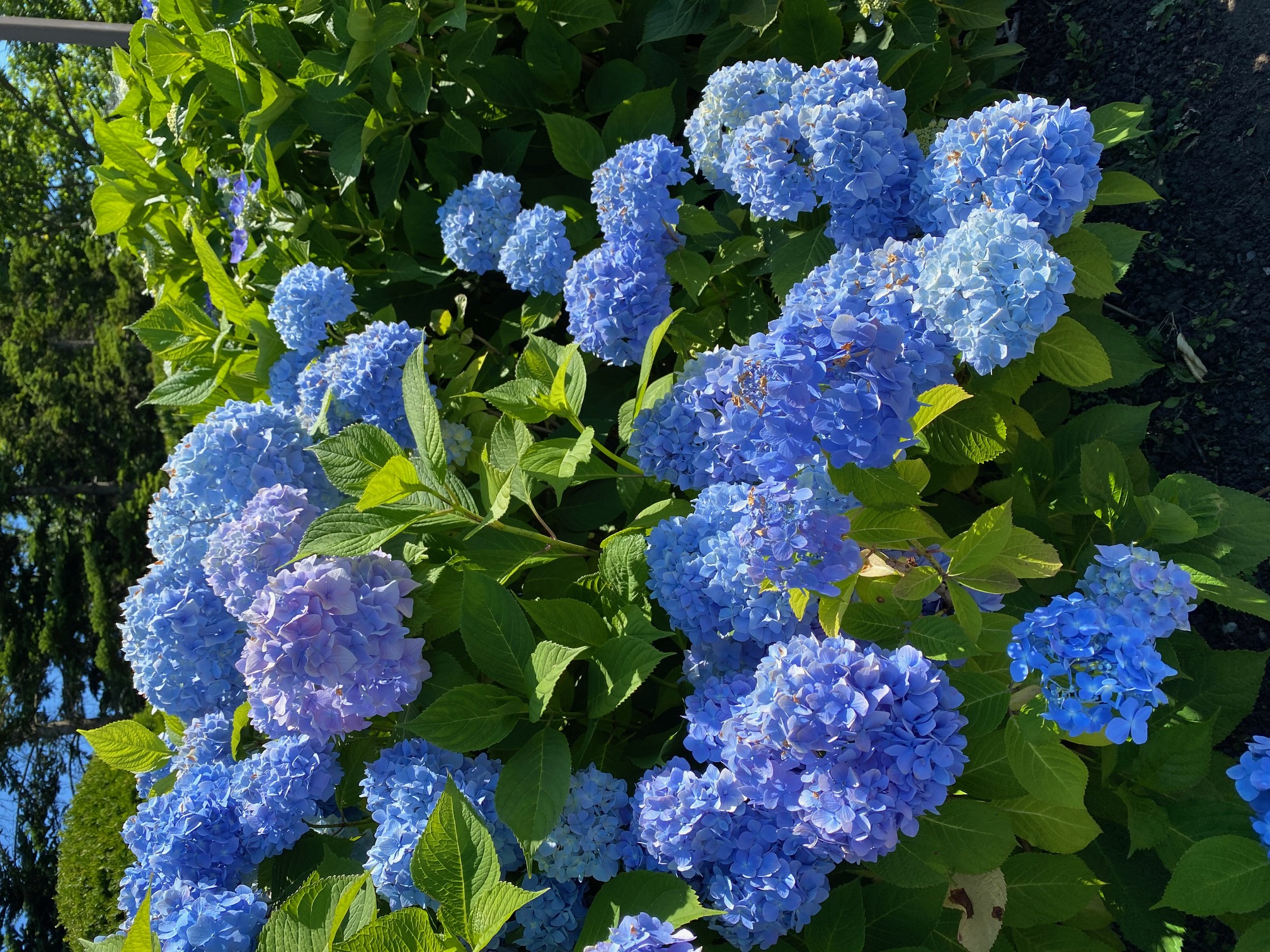 202507函館市民の森アジサイ