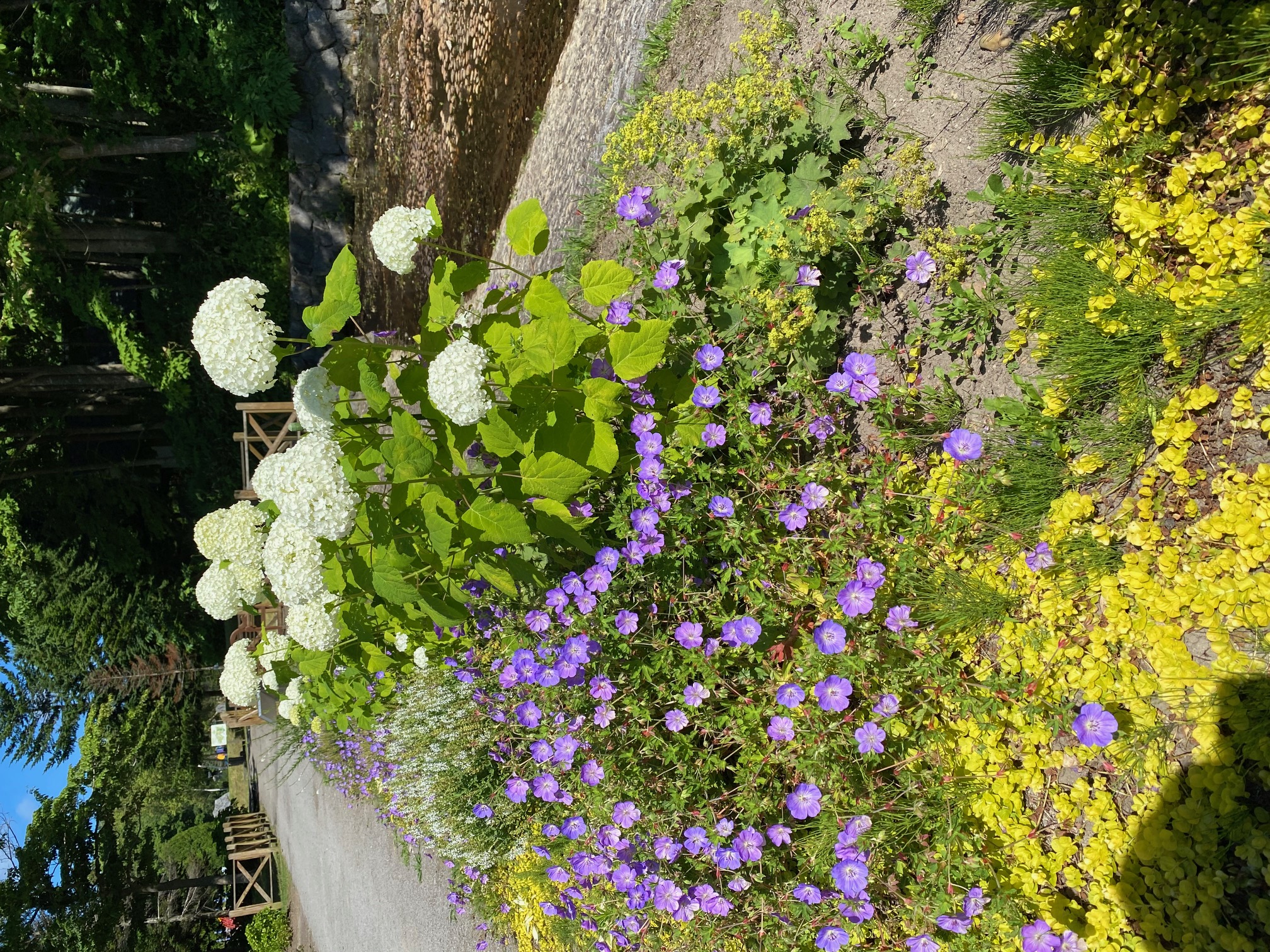 202507函館市民の森アジサイ