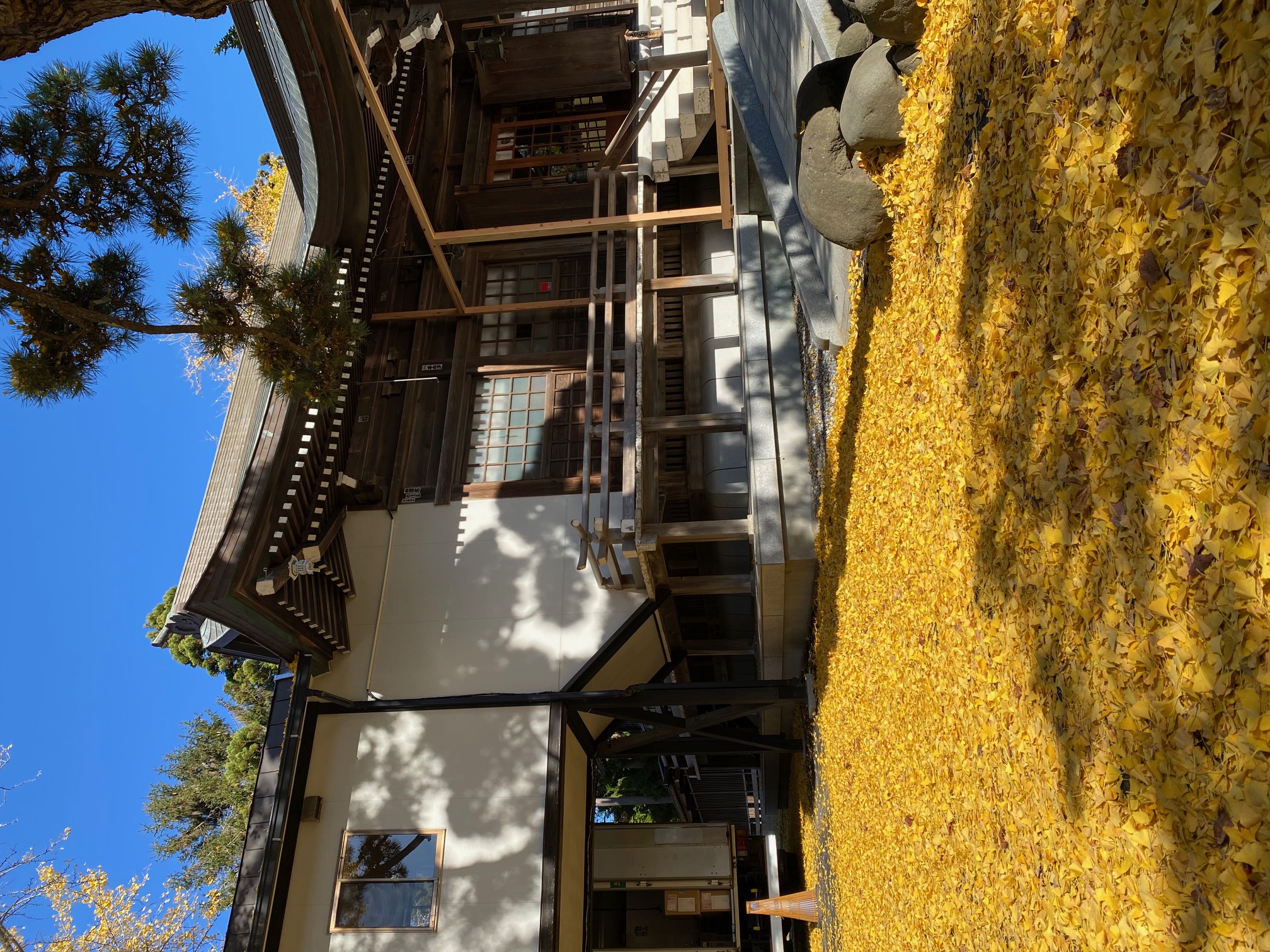 湯倉神社秋の銀杏