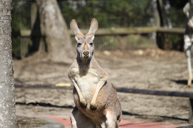 アフリカンサファリ