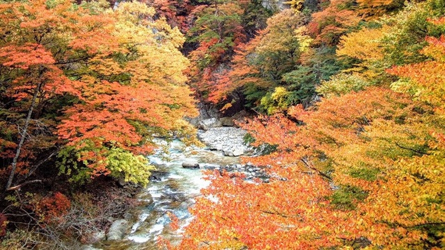 【鹿股川／車で約13分】青い水が美しく、新緑や紅葉など四季折々の景色を満喫