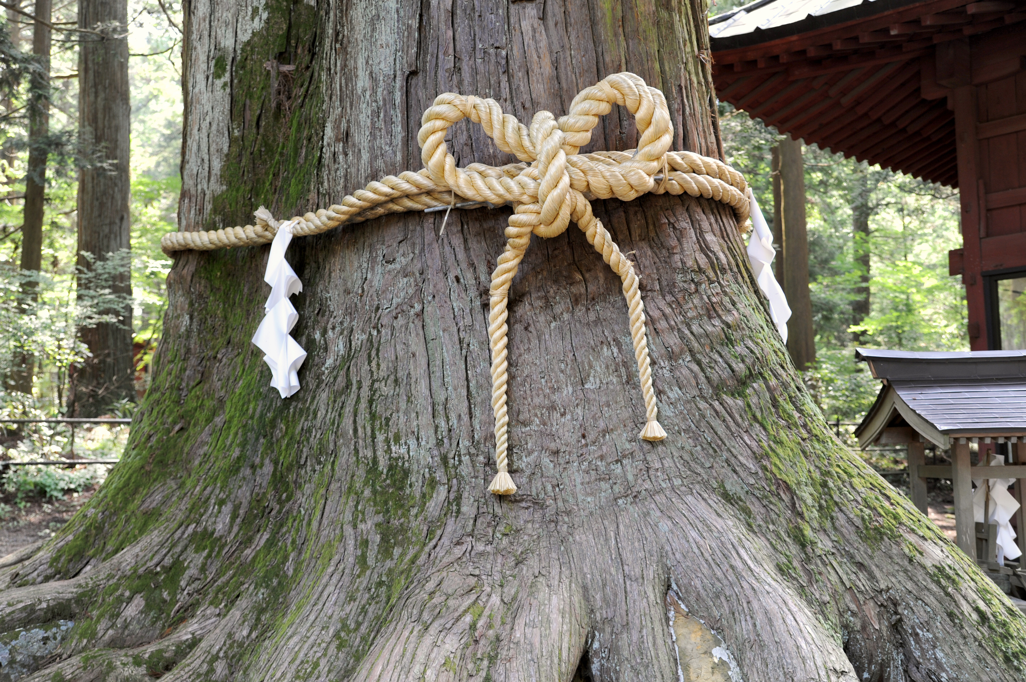 恋愛パワースポット 北口本宮冨士浅間神社の御神木