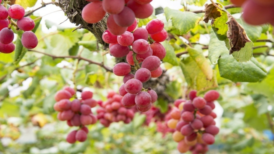 【朝食付】domaine tetta ワイン 2 本セット付きプラン