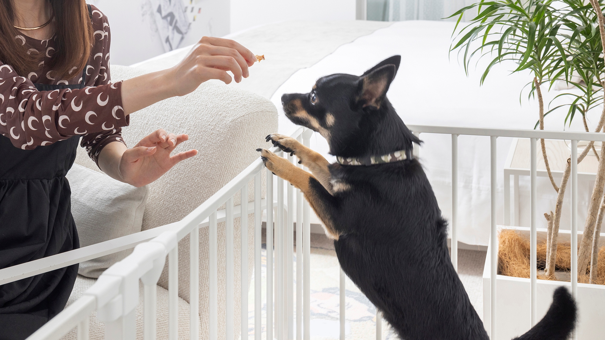 【ドッグフレンドリールーム】愛犬とのアートステイをお楽しみいただけます