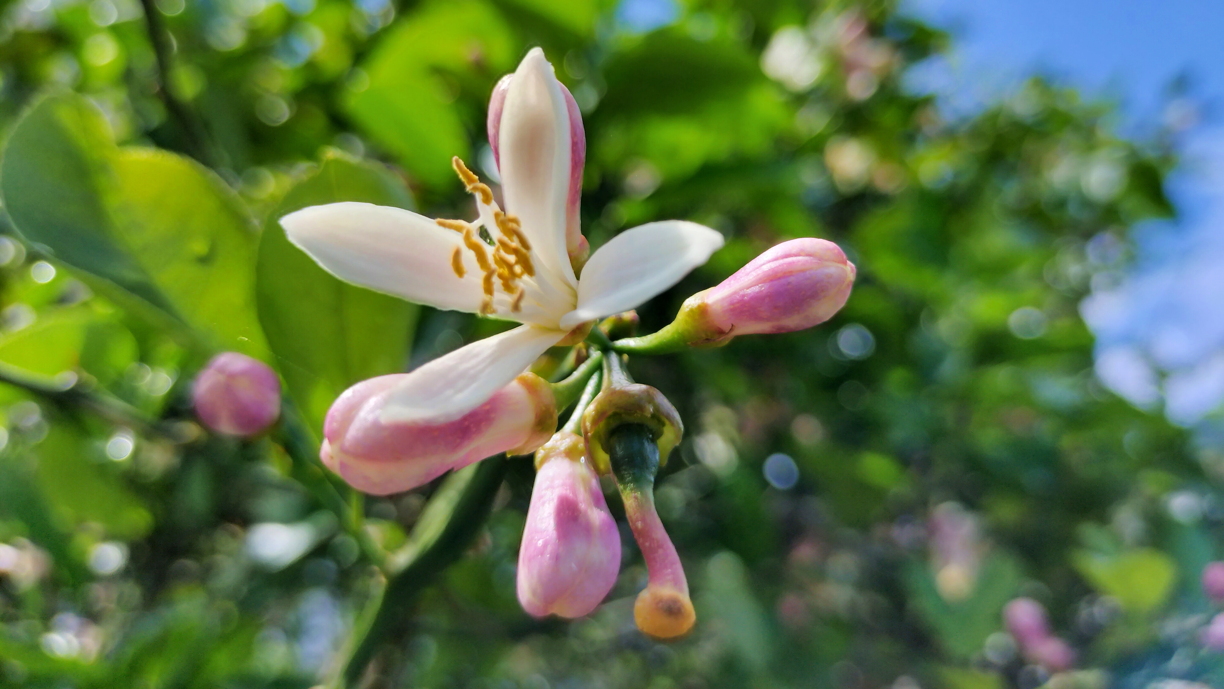 アルシオンの庭より　レモンの花