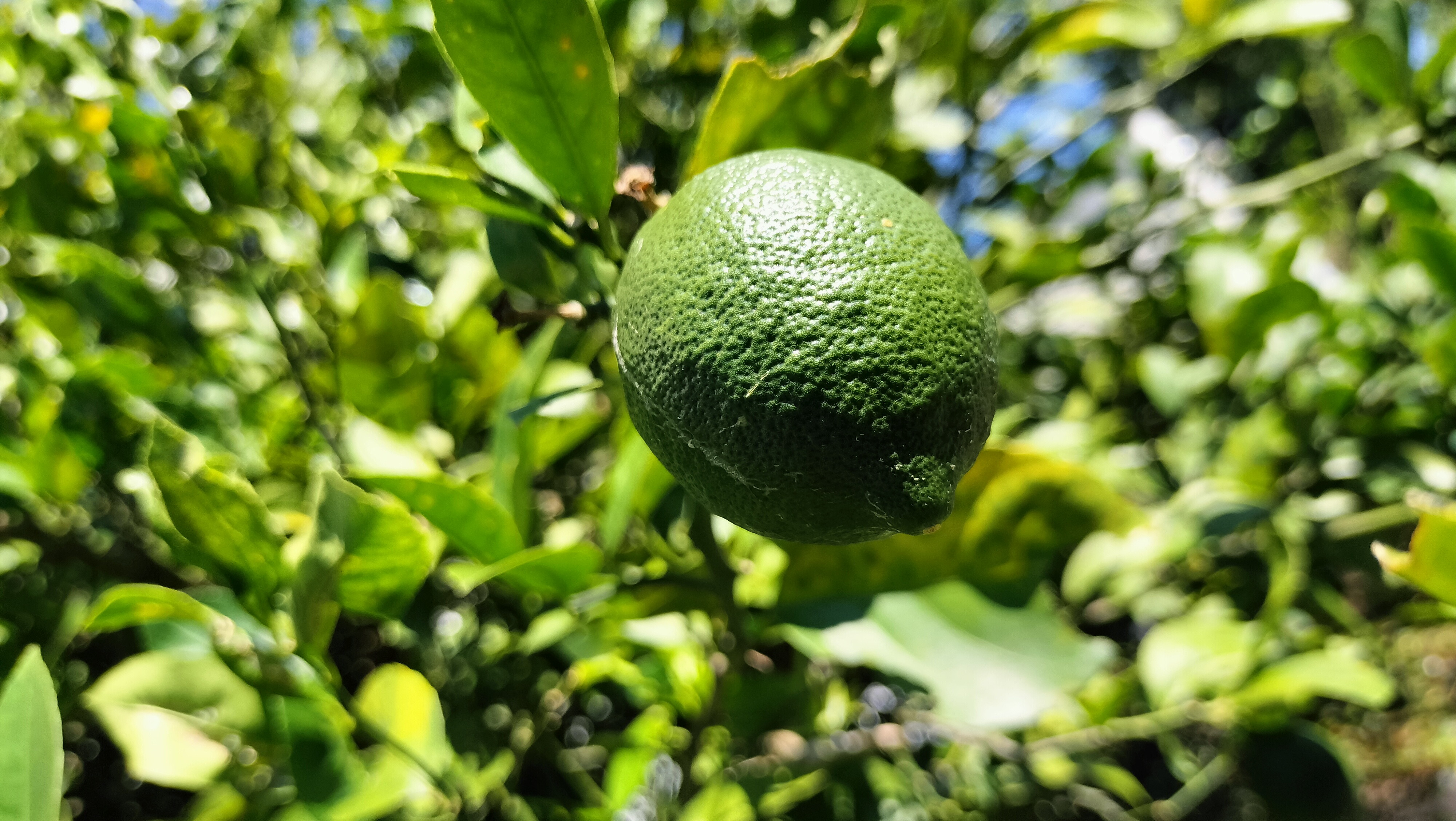 アルシオンの庭より　レモン育成中