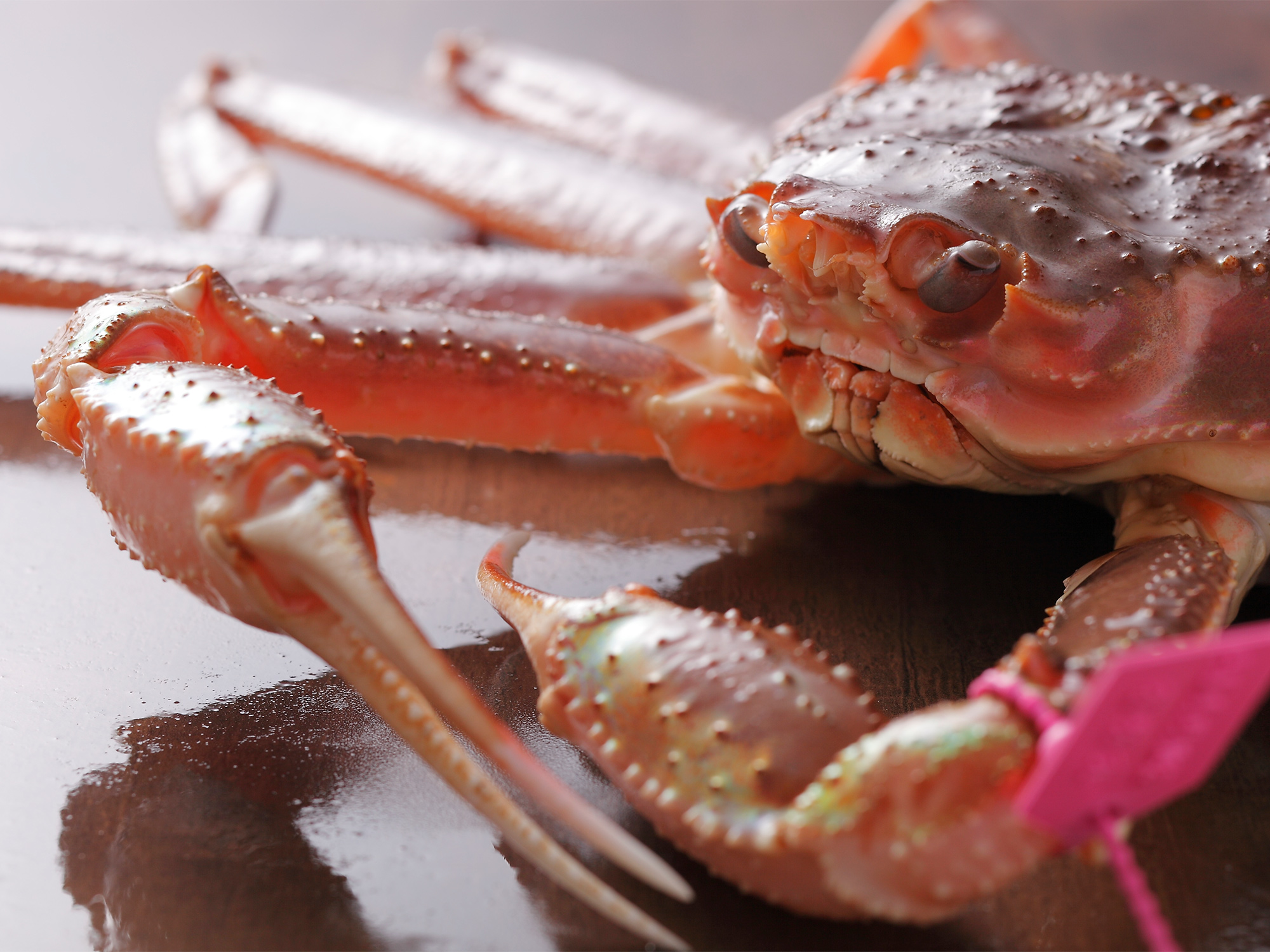 活柴山がにイメージ2