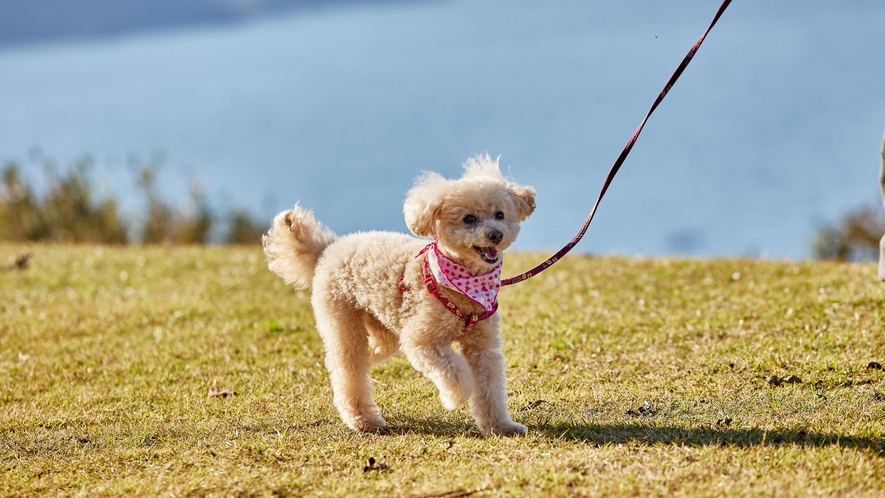 かわいい愛犬と散歩