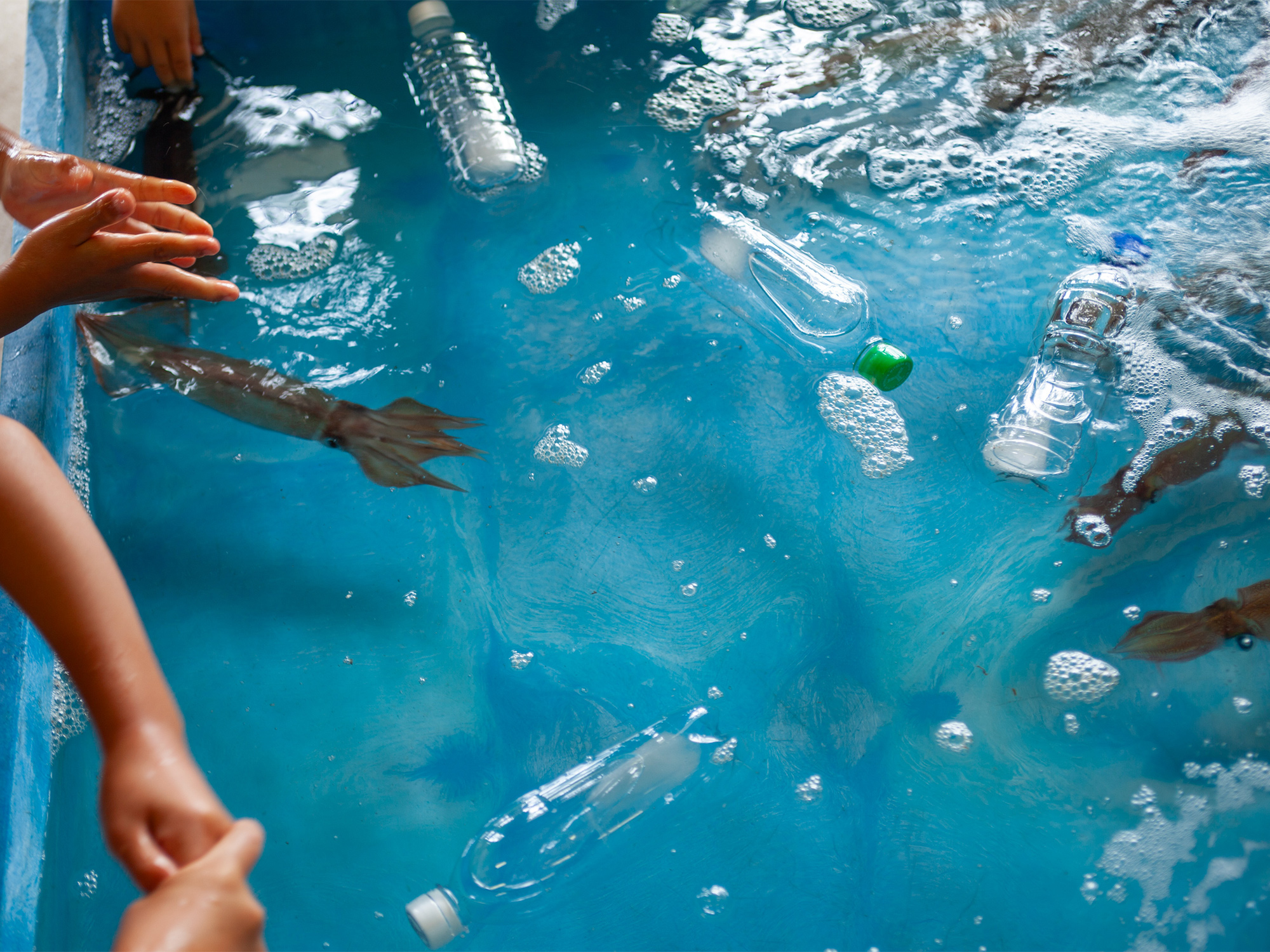 活イカ祭りでイカに触れられるプールの様子