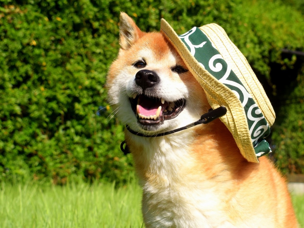 【8/8〜8/15限定】＜事前カード決済で2200円OFF＞愛犬との気ままな夏旅をお得に満喫！