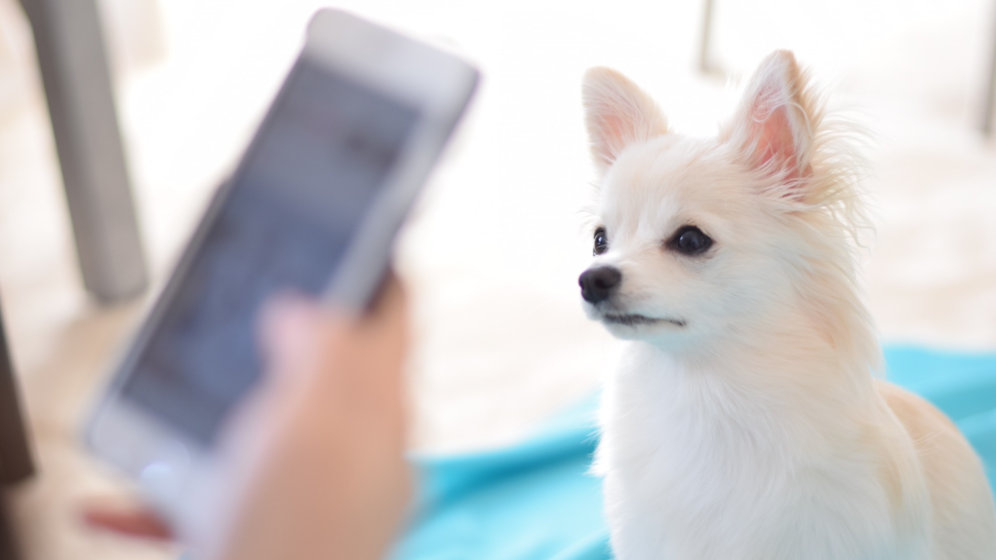 【楽天限定／ご当地お菓子特典】ペット歓迎！滞在中の口コミ投稿で貰える／素泊まり