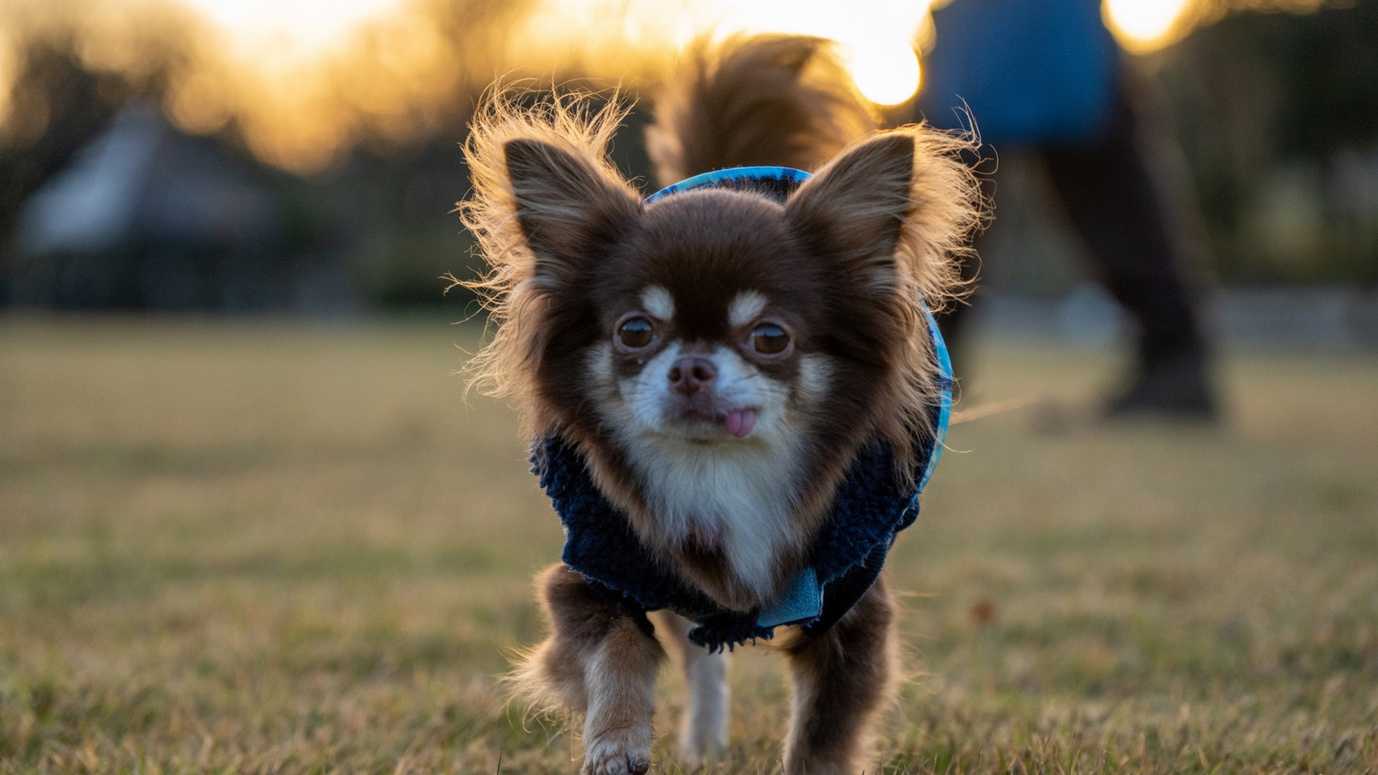 【レイトチェックイン割】＜1人3300円OFF＞ペット歓迎♪17時以降のご来館でお得！