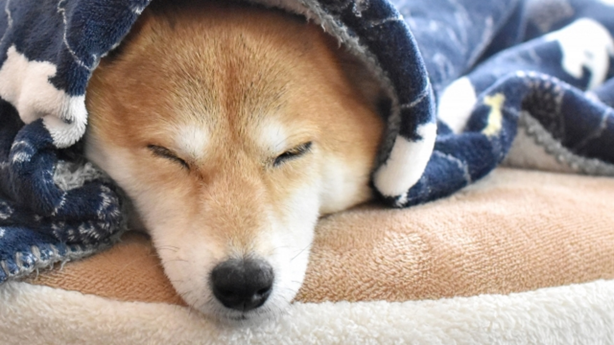 【SALE】ちょこっと夫婦蟹＜ペット歓迎＞ズワイガニ＆香箱蟹をお部屋で堪能／2食付