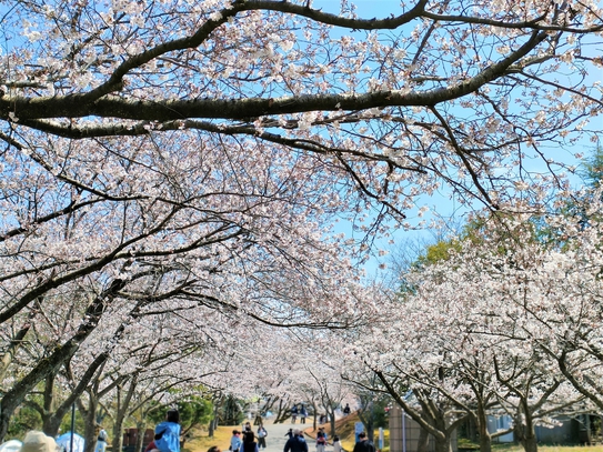 加賀市中央公園の桜
