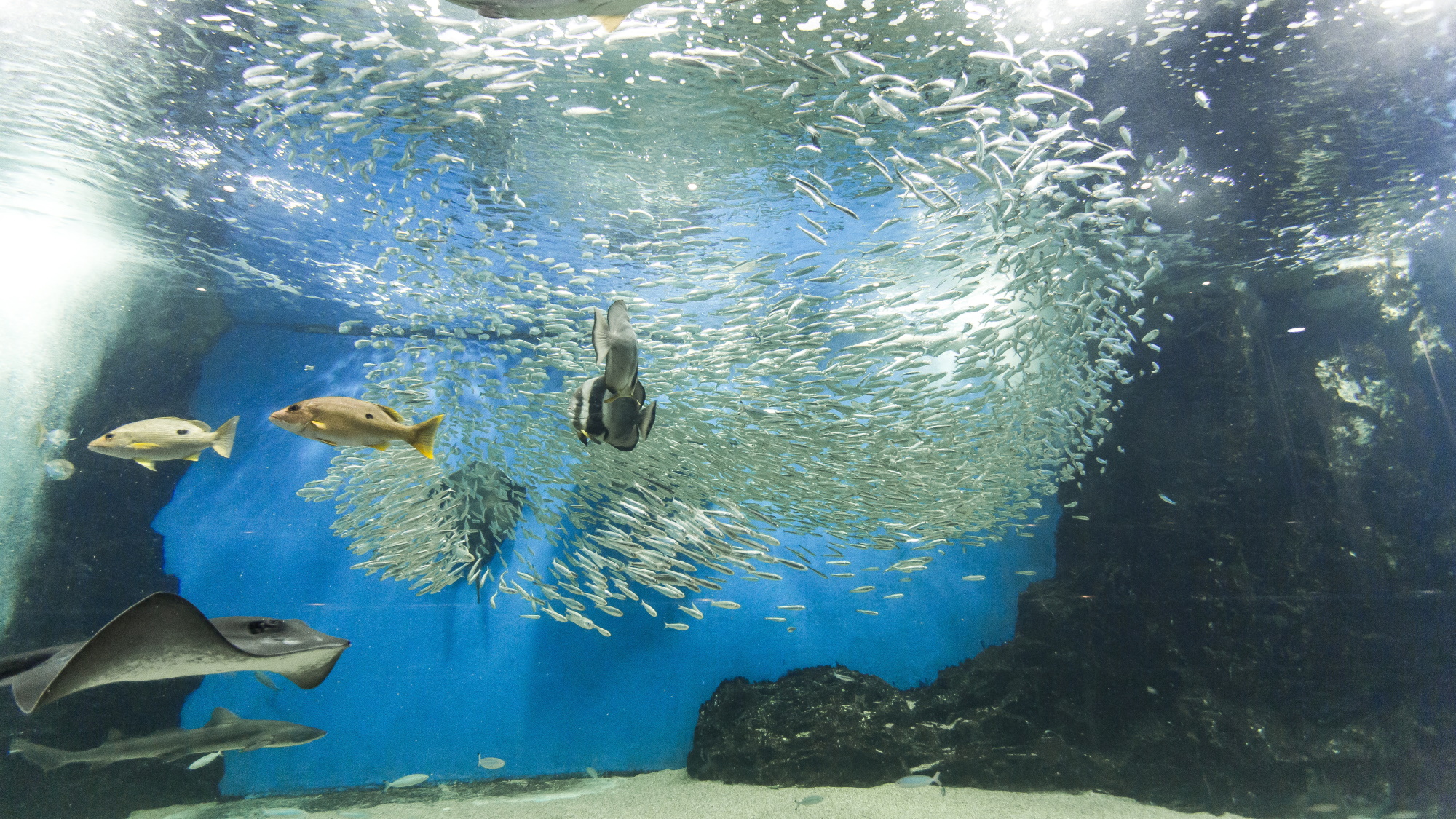 【越前松島水族館】サメやエイに触れることもできる体験型水族館です。