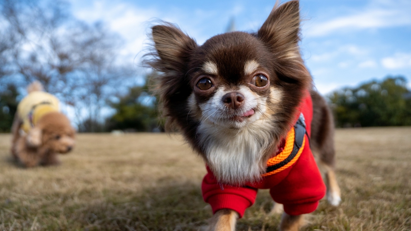 【10％OFF】【楽天スーパーSALE】＜ペット歓迎！＞愛犬と会員制リゾートでコンドミニアムを体験！