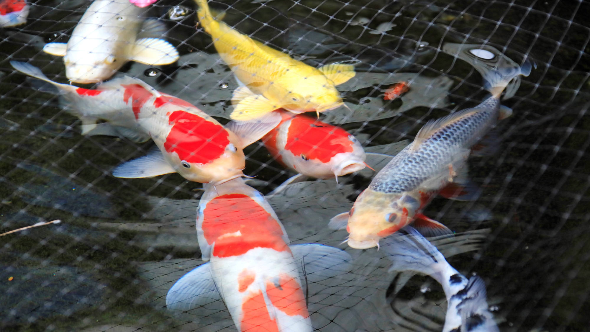 中庭◆池では鯉が元気に泳いでいます