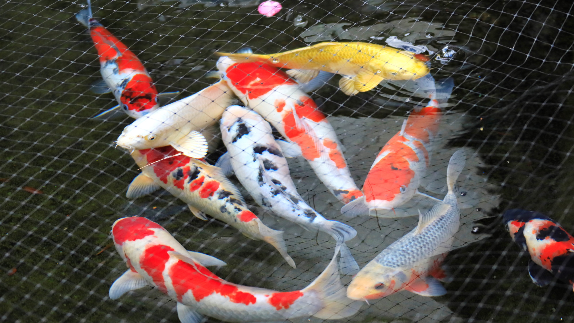 中庭◆鯉のえさもフロントで販売中です