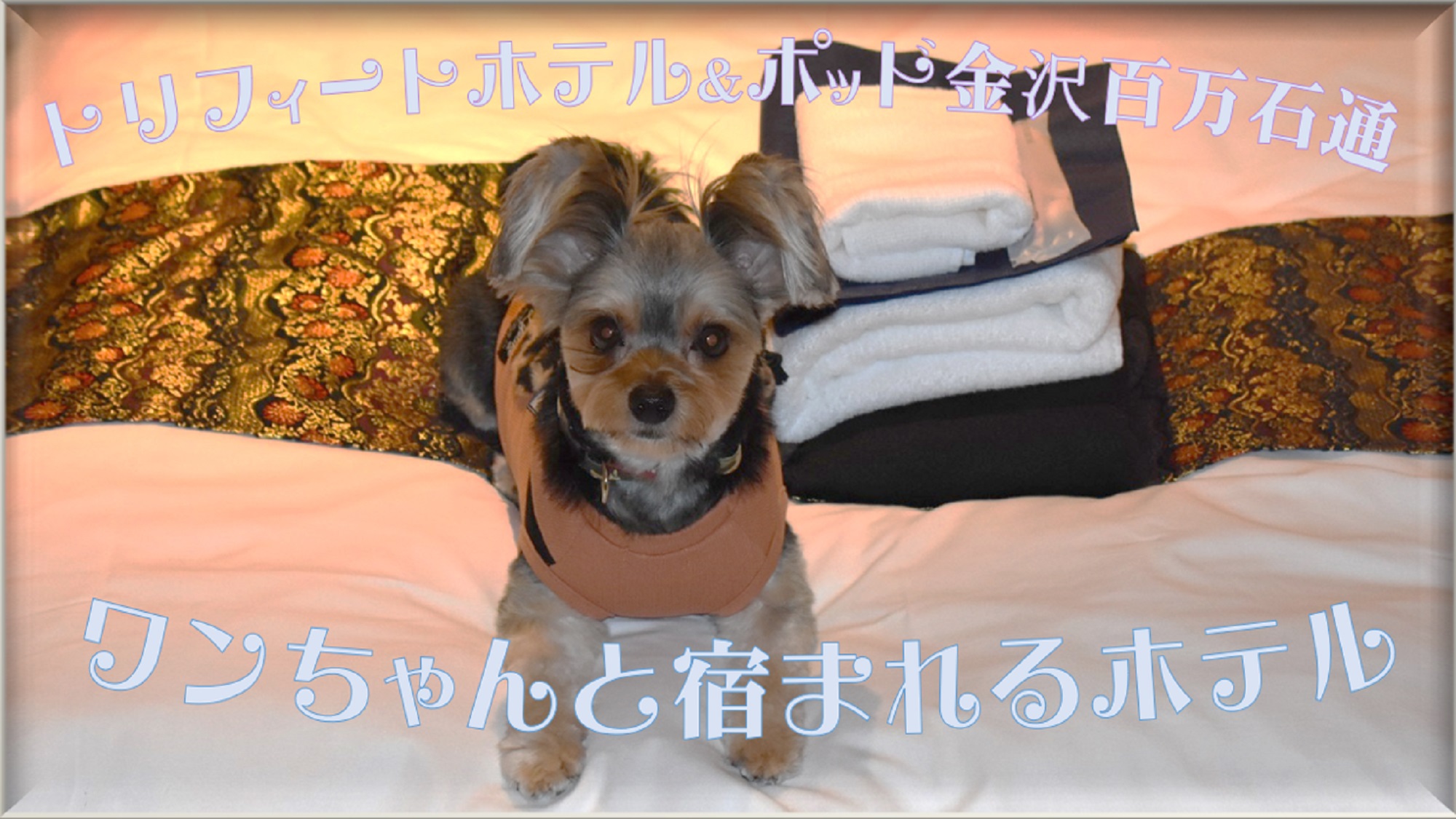 【STAY with DOG】ワンちゃんとお泊り！ドッグプラン【食事なし】一緒に金沢ステイ！