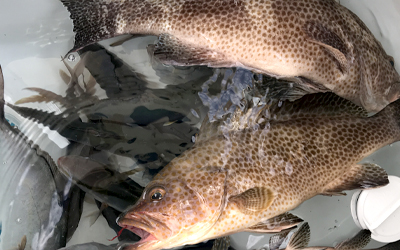 釣り好きに人気のエリア