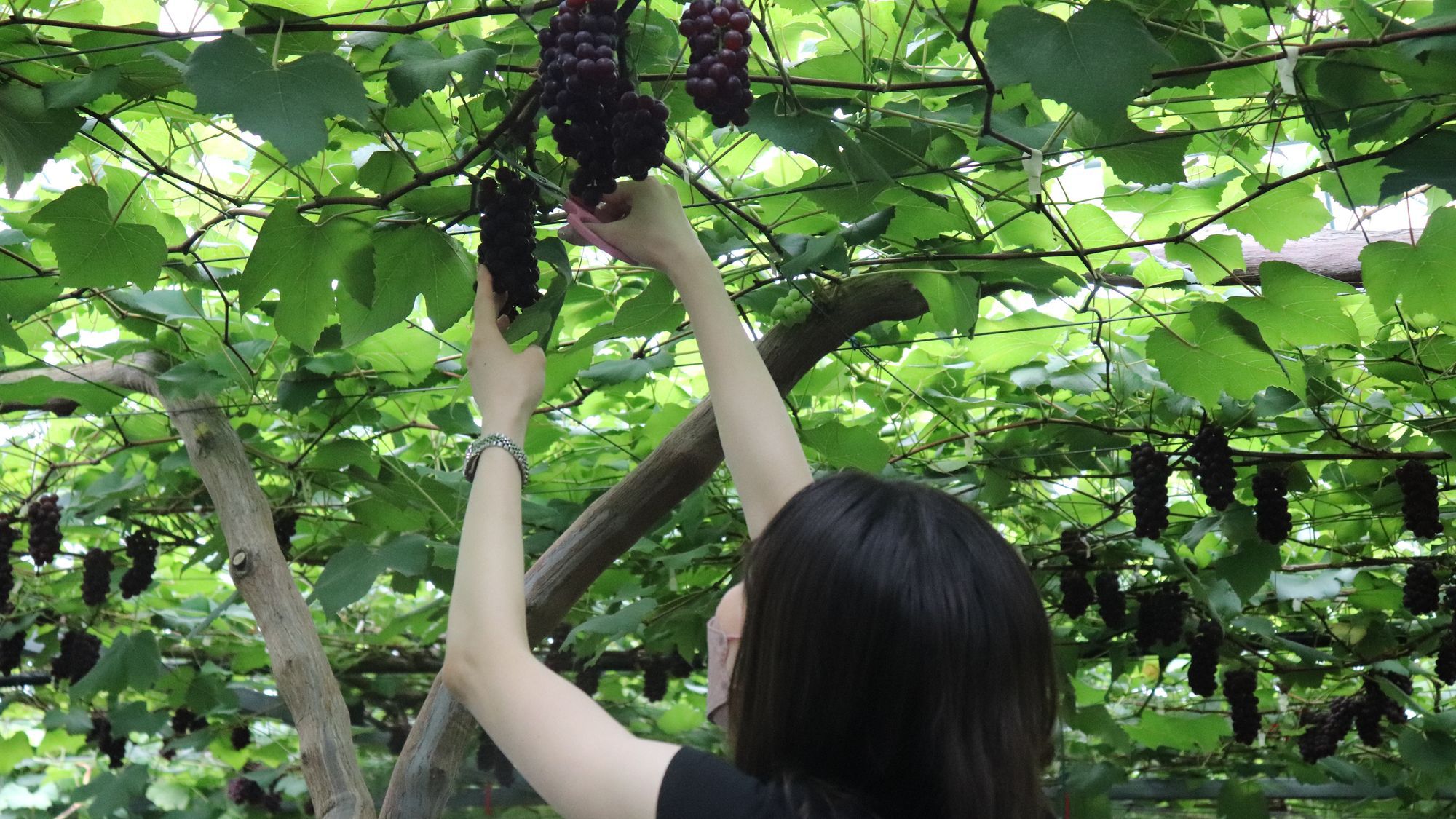 ファミリー歓迎♪＜季節のフルーツ狩り体験付＞【期間限定】90種類和洋中ビュッフェプラン2食付