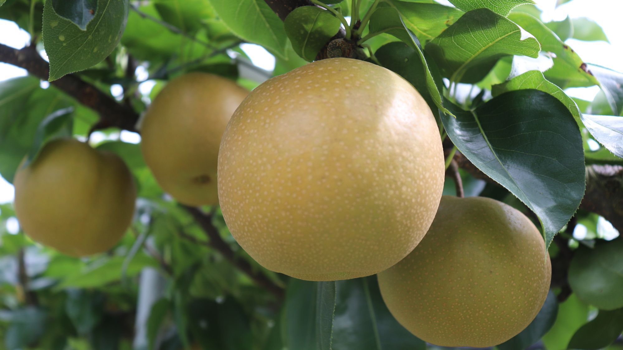 ファミリー歓迎♪＜季節のフルーツ狩り体験付＞【期間限定】90種類和洋中ビュッフェプラン2食付